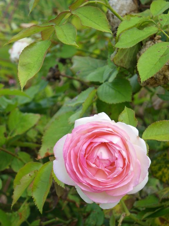 Fleur De Ciel Βίλα Loos-en-Gohelle Εξωτερικό φωτογραφία